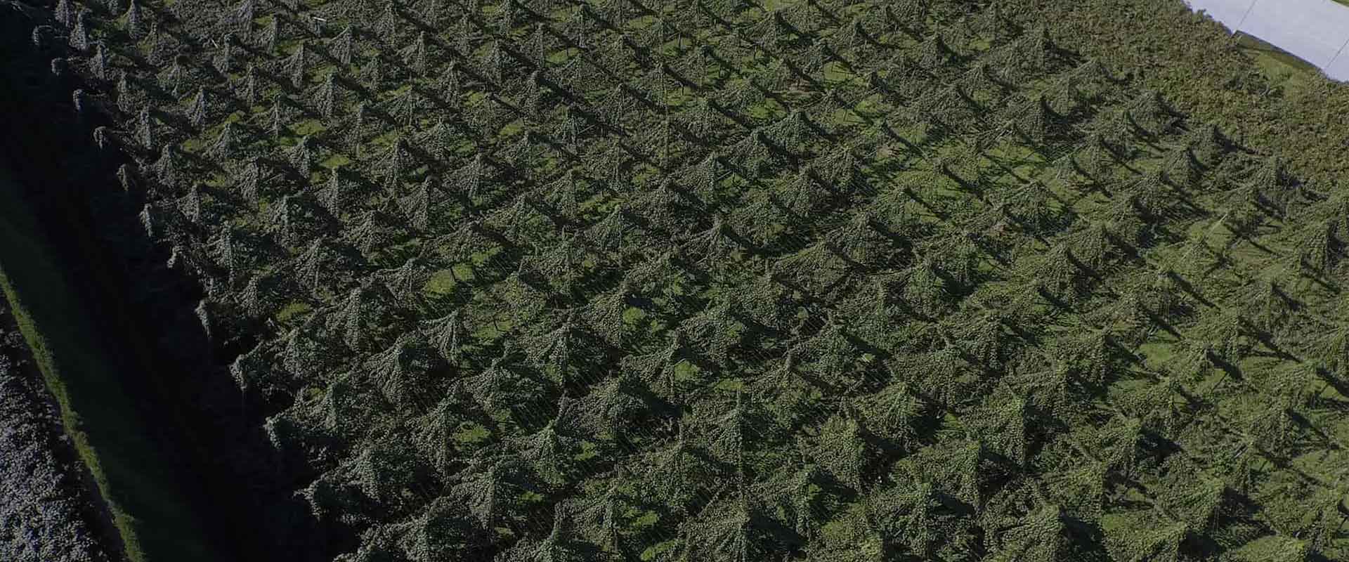 佳沛之道移动端页头图片